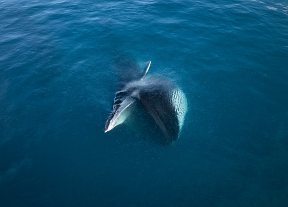 j Whales 26-7-2025 10