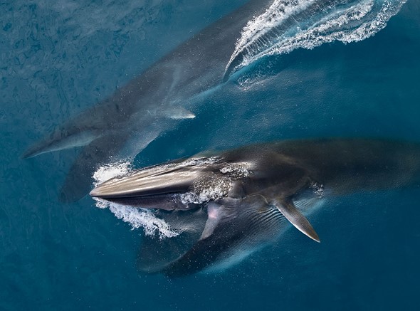 j Whales 26-7-2025 18