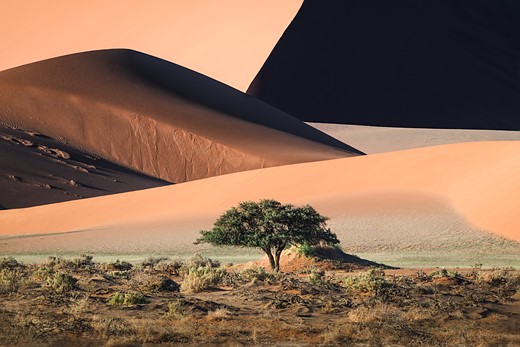 layers of sand dunes extend behind a single tree and scrubby brush