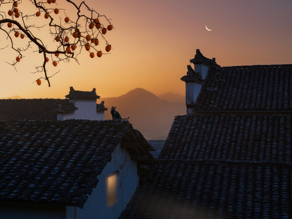 Cat sitting on a traditional tiled rooftop at sunset beneath a crescent moon, highlighting photography framing techniques with tree branches and layered rooftops.