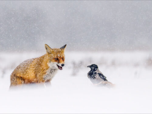 A fox facing a crow in a snowy landscape, each subject aligned on opposite thirds, creating tension and storytelling as a rule of thirds example in wildlife photography.