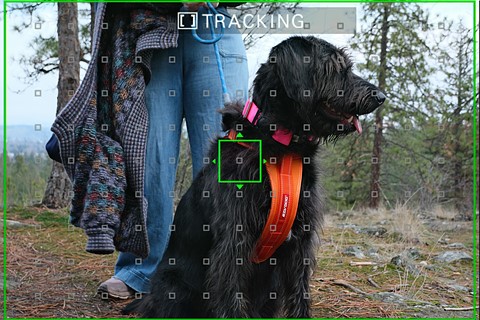 x-t30iii af point display over dog