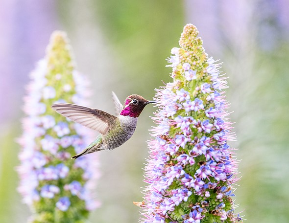 AnnasHummingbird 9763 - Shun Cheung