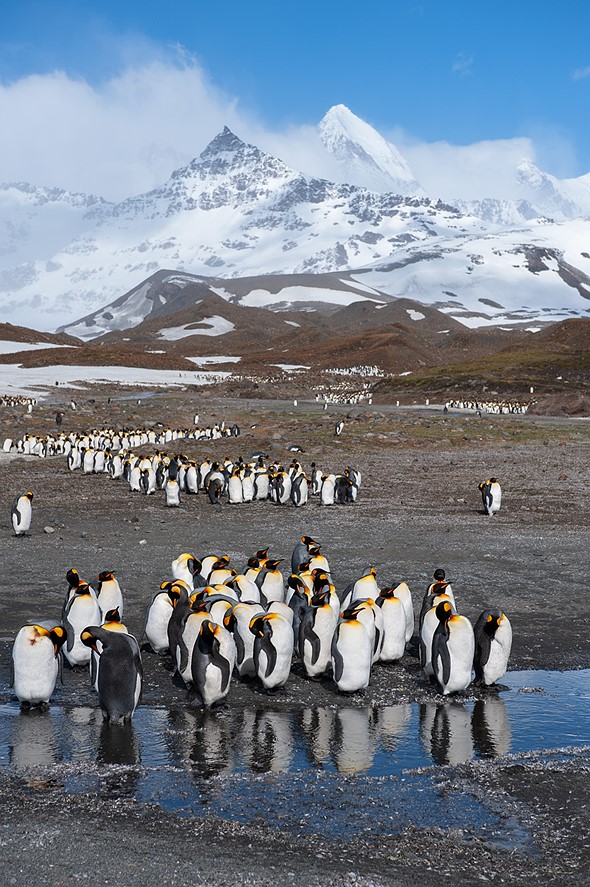 KingPenguinsSouthGeorgia 9029 - Shun Cheung