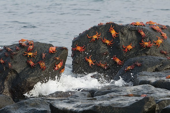 SallyLightfootCrab 3532 - Shun Cheung