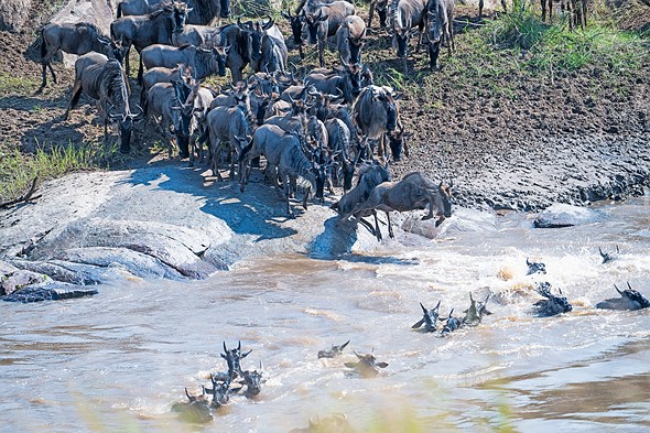 WildebeestCrossing 3012 - Shun Cheung