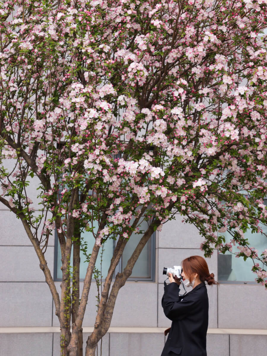 Woman photographing pink blossoms beneath a flowering tree, showcasing candid street photography in the springtime city.