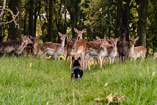 chihuahua-staring-at-group-of-deer