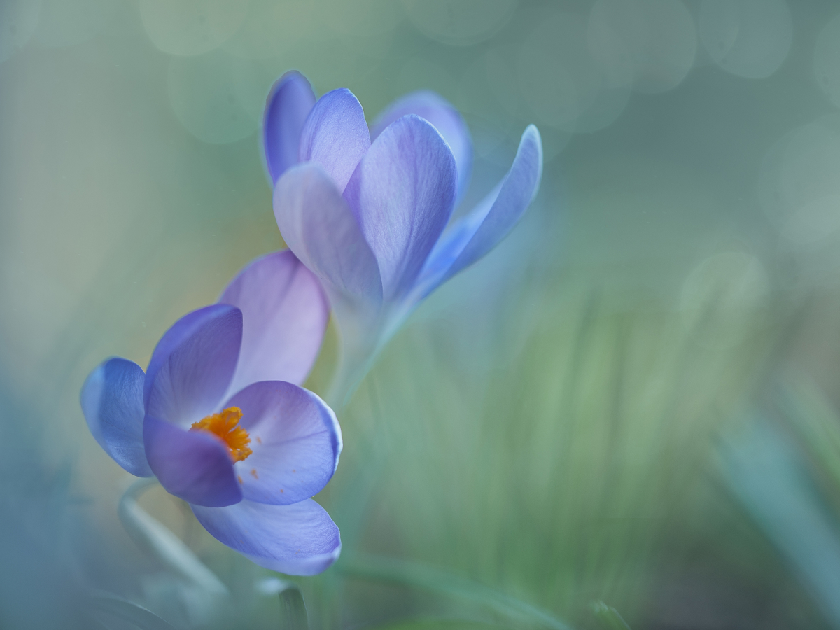 Soft-focus purple crocus with warm yellow center against a dreamy green bokeh background, highlighting artistic detail in creative floral photos.