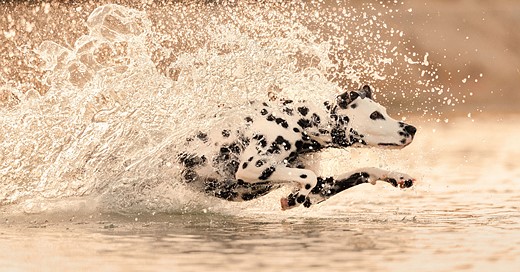 dalmation-running-across-adriatic-sea