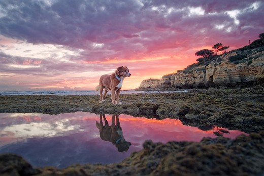 dog-at-sunset-algarve-beach