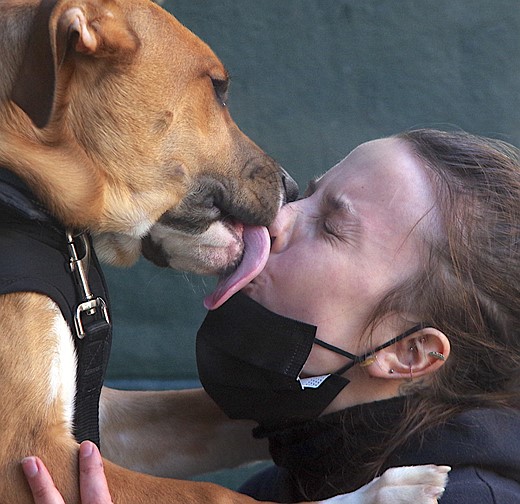 dog-belgian-licking-ladys-face