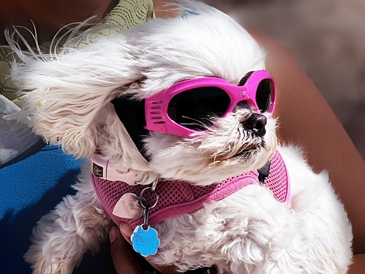 dog-cool-sunglasses-pink