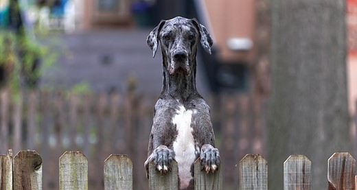dog-great-dane-looking-over-fence-with-paws