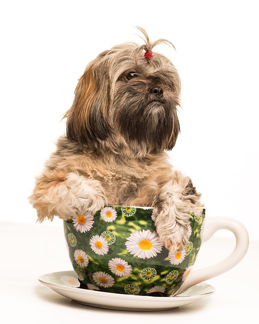 dog-in-tea-cup-planter