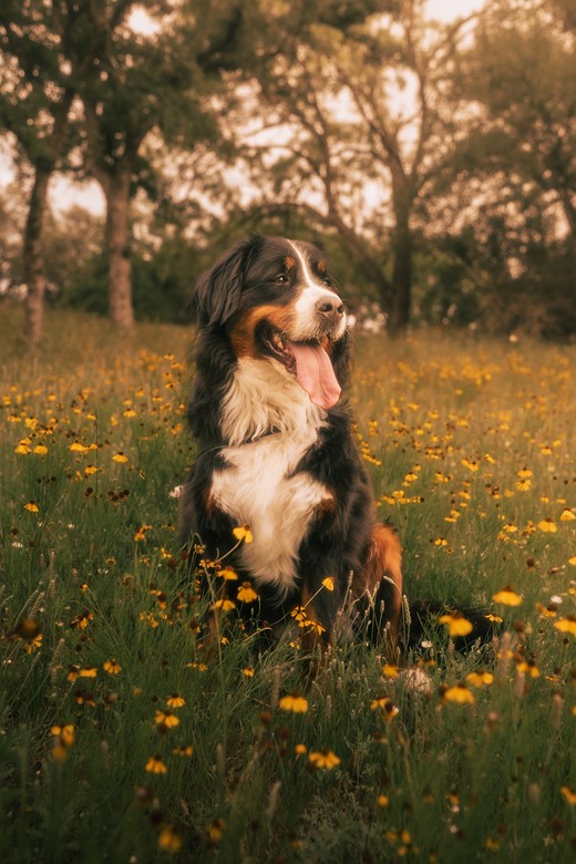 dog-portrait-flower-field