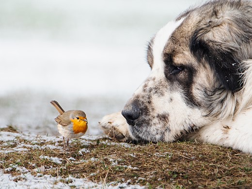 dog-staring-at-robin-snow