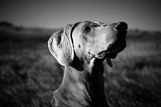 dog-weimaraner-posing-black-white-field