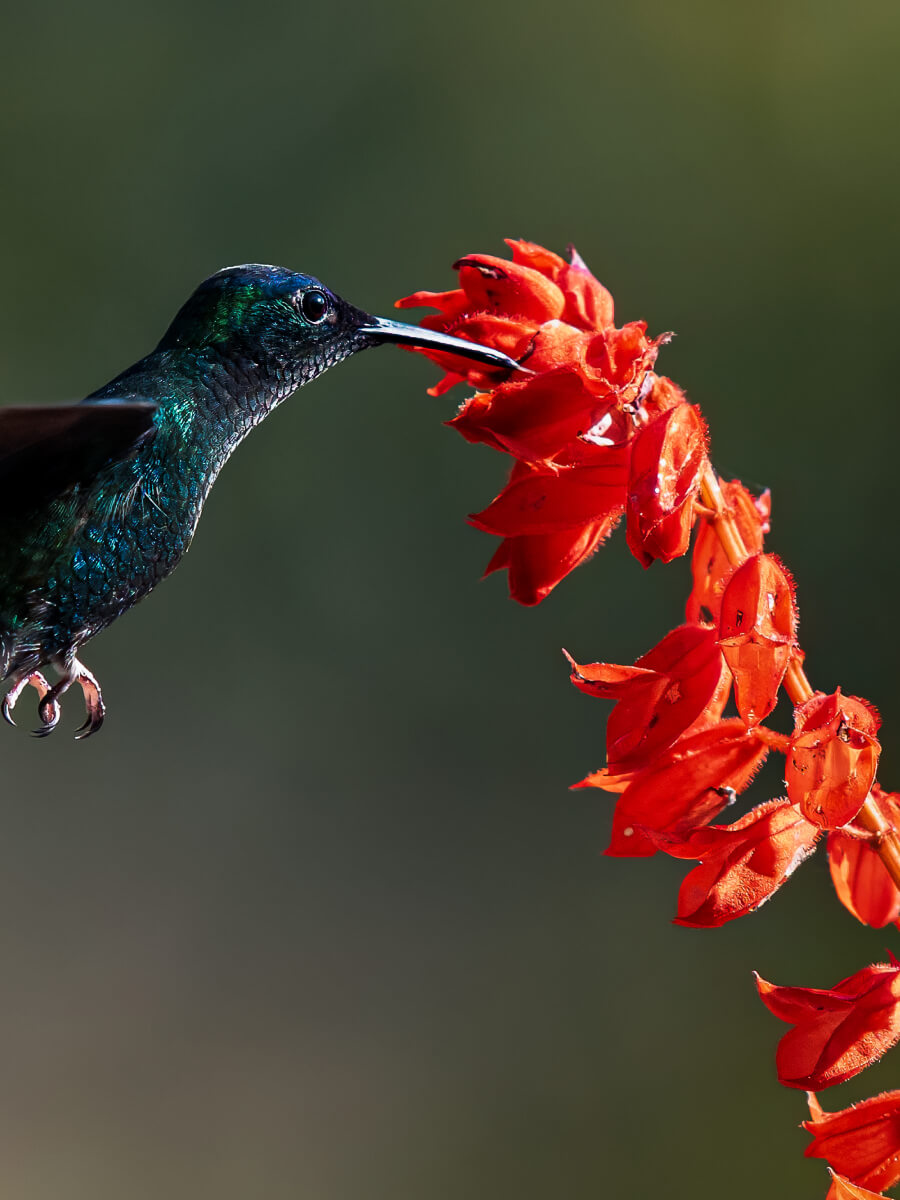 Hummingbird feeding from vivid red flowers against a blurred green background, highlighting early signs of spring in nature photography.