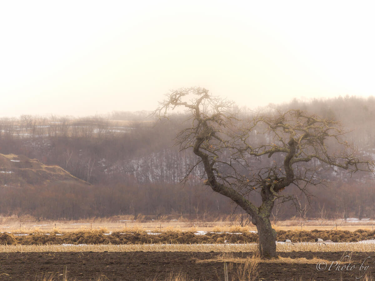 Bare, twisted tree in a misty rural field with patches of melting snow, reflecting the quiet first signs of spring in a countryside landscape.