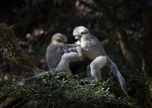 j Yunnan Snub Nosed Monkeys 6-1-2026 11
