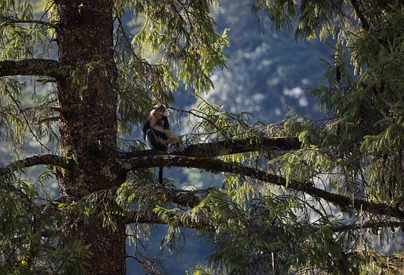 j Yunnan Snub Nosed Monkeys 6-1-2026 14