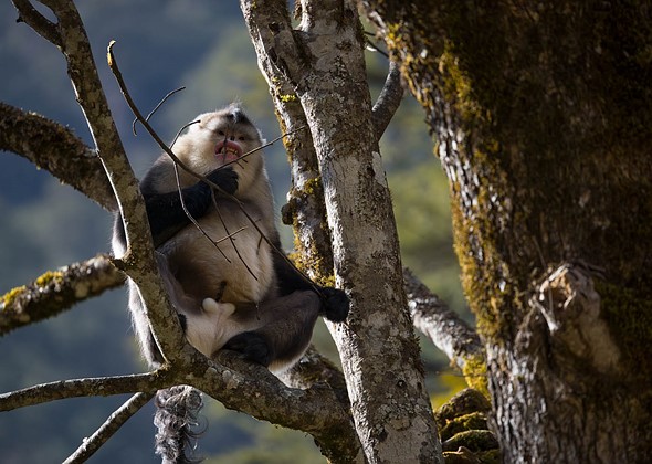 j Yunnan Snub Nosed Monkeys 6-1-2026 24