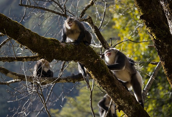 j Yunnan Snub Nosed Monkeys 6-1-2026 30
