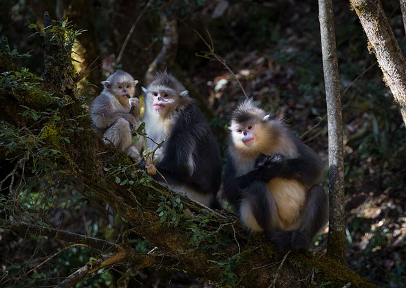 j Yunnan Snub Nosed Monkeys 6-1-2026 6
