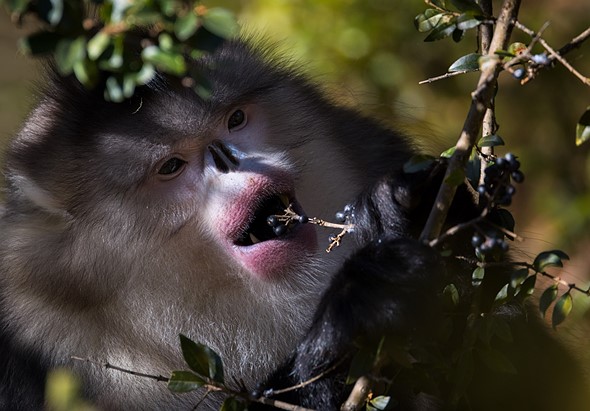 j Yunnan Snub Nosed Monkeys 8-1-2026 28