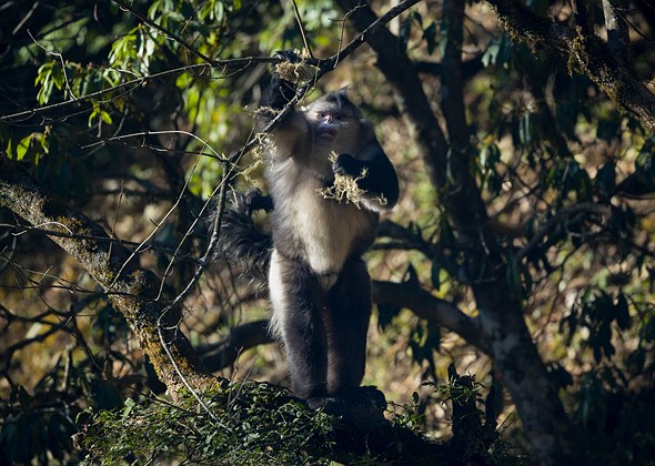 j Yunnan Snub Nosed Monkeys 8-1-2026 4