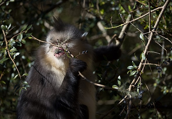 j Yunnan Snub Nosed Monkeys 8-1-2026 40
