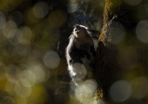 j Yunnan Snub Nosed Monkeys 8-1-2026 45