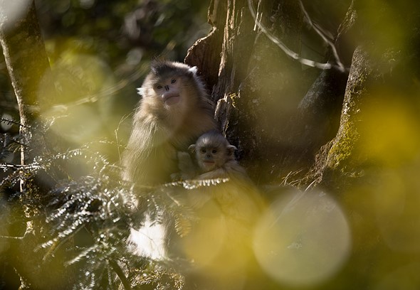 j Yunnan Snub Nosed Monkeys 8-1-2026 48