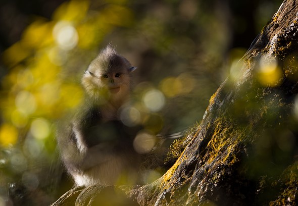 j Yunnan Snub Nosed Monkeys 8-1-2026 7