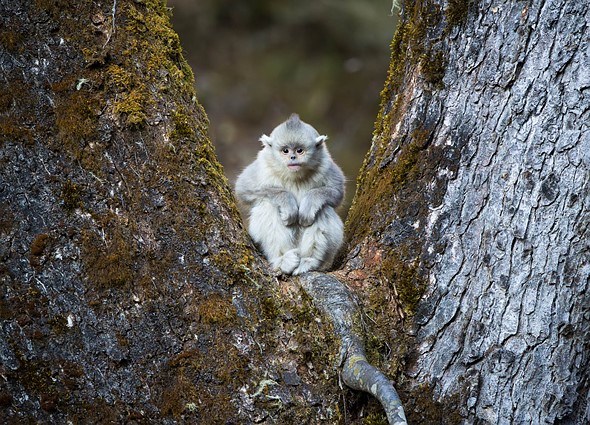 j Yunnan Snub Nosed Monkeys 9-1-2026 1