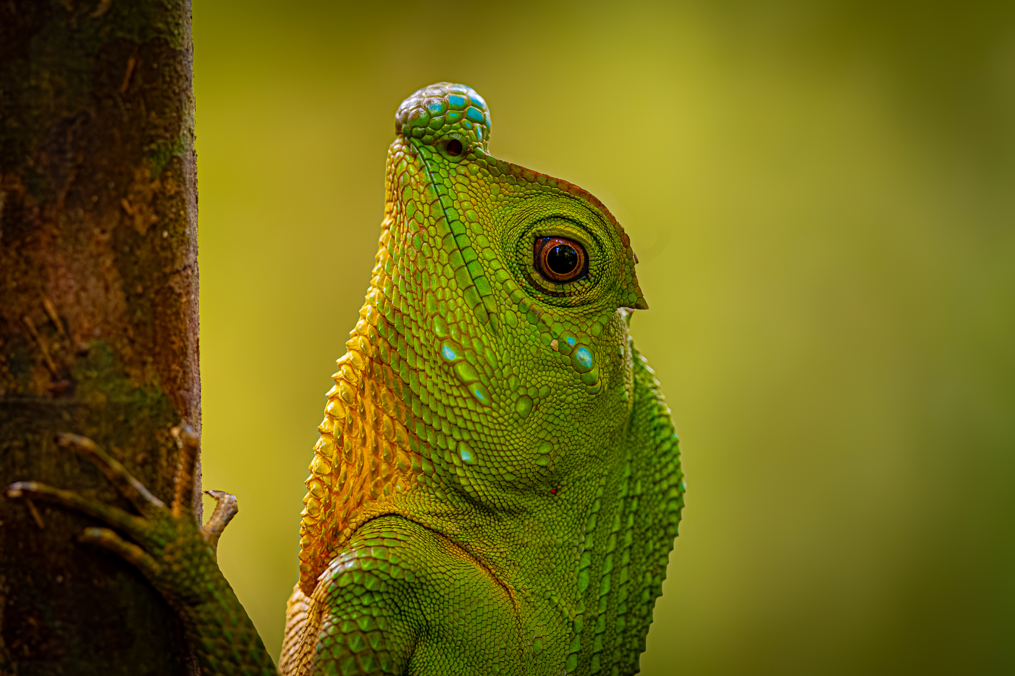 Close-up portrait of a green lizard with detailed scales and bright eye, wildlife photography by Emil Nygård.