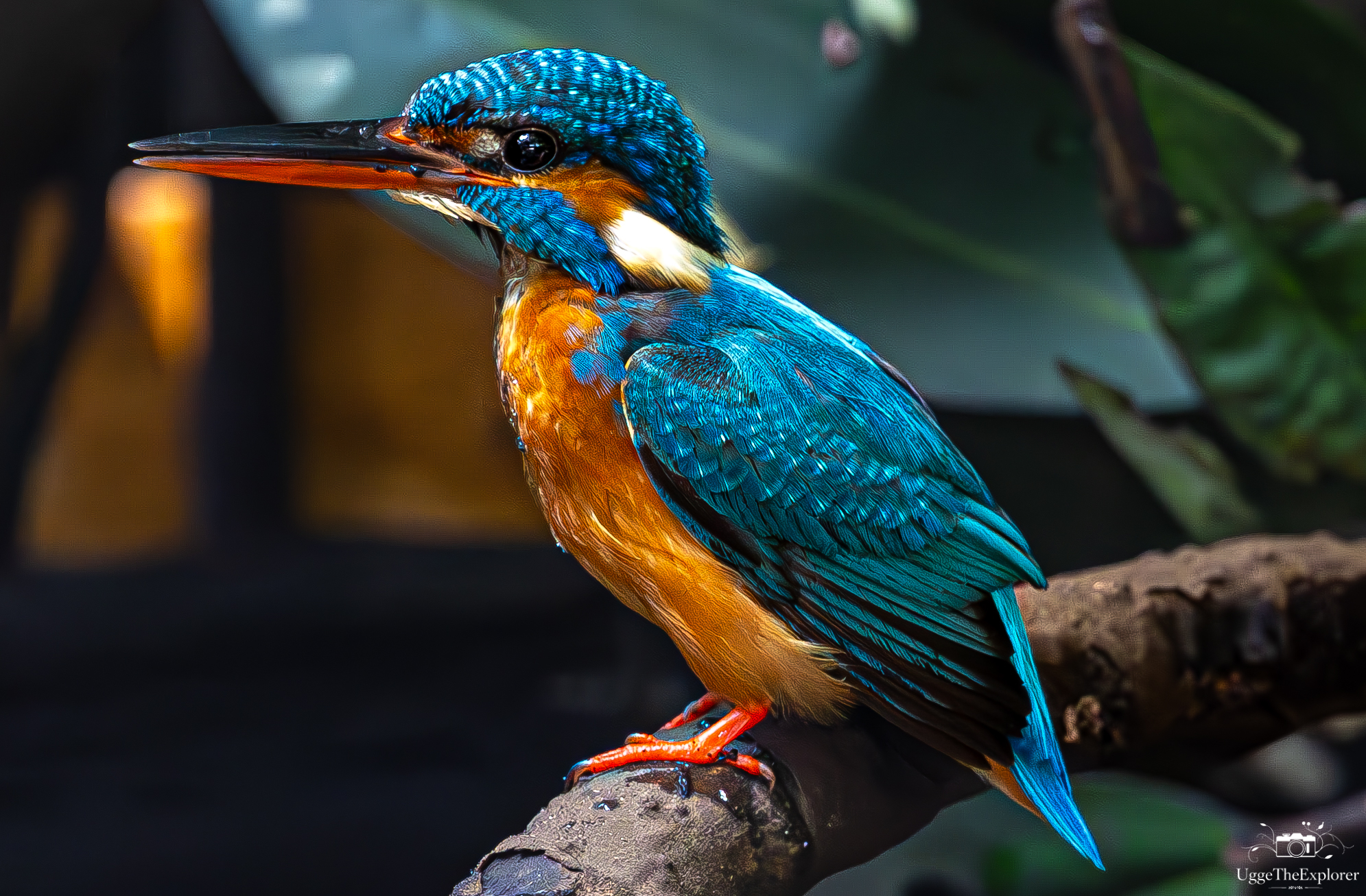 Close-up portrait of a colorful kingfisher perched on a branch, wildlife photography by Emil Nygård.