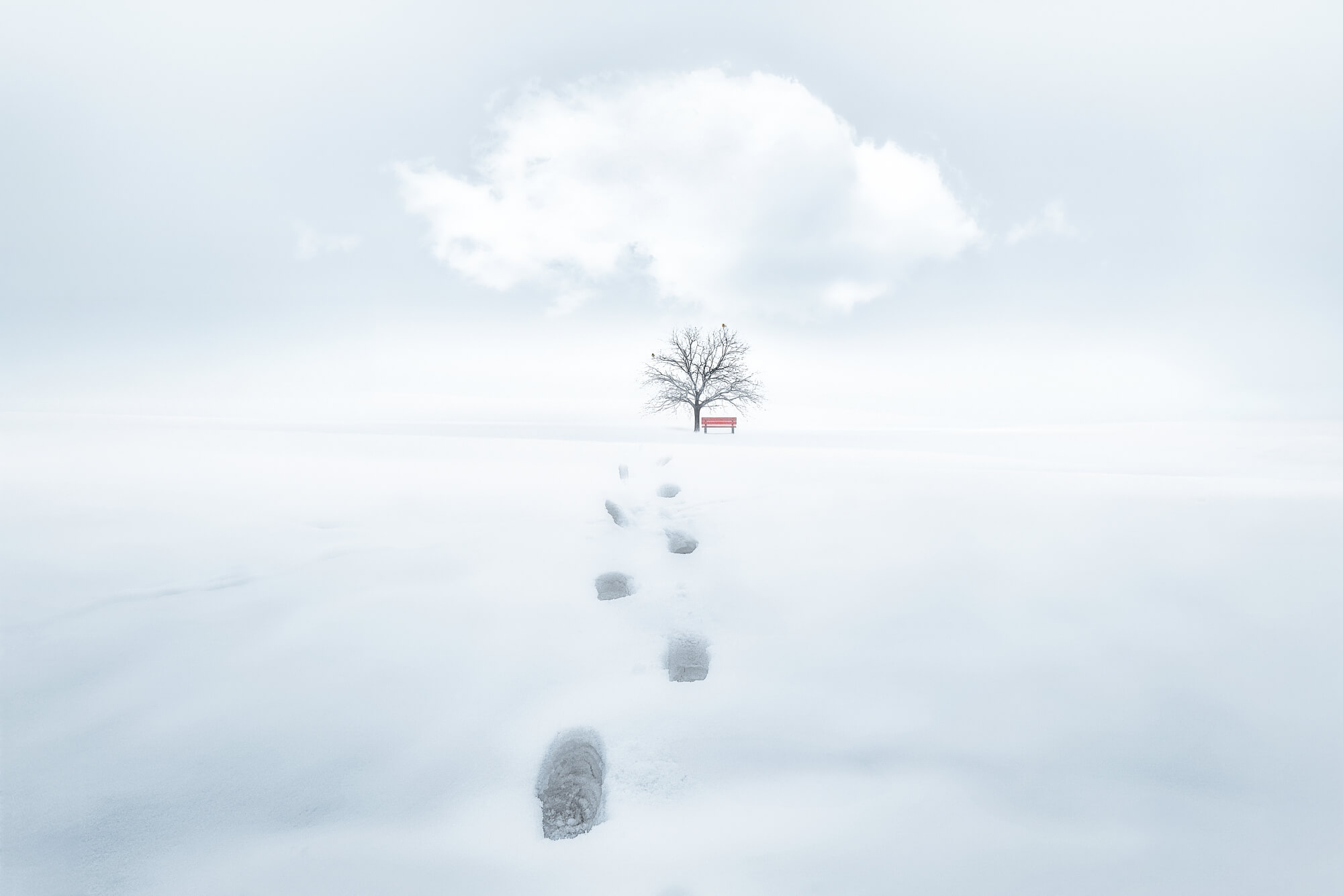 Stefan Fischer minimalist winter landscape with footprints leading to a lone tree and house in fog, showcasing quiet atmosphere and dreamlike composition