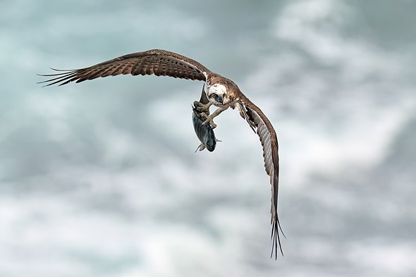 BZ9 6178 - Osprey with catch - Lance Blackburn