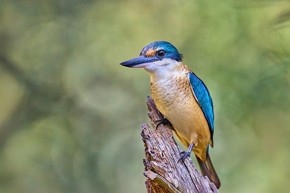 DSC 1910L - Sacred Kingfisher -  Lance Blackburn