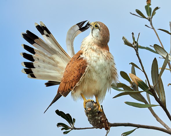 DSC 8516SF - Nankeen Kestrel - Lance Blackburn
