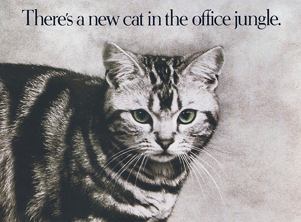 canon cat office jungle