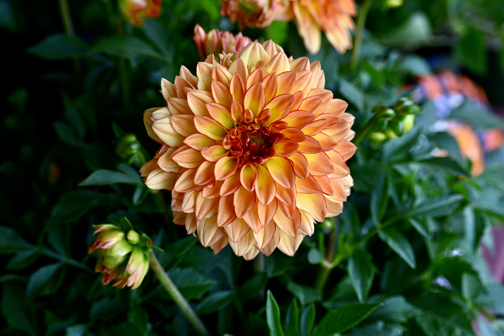 David Baca macro photography of a vibrant orange dahlia flower in bloom with green foliage background