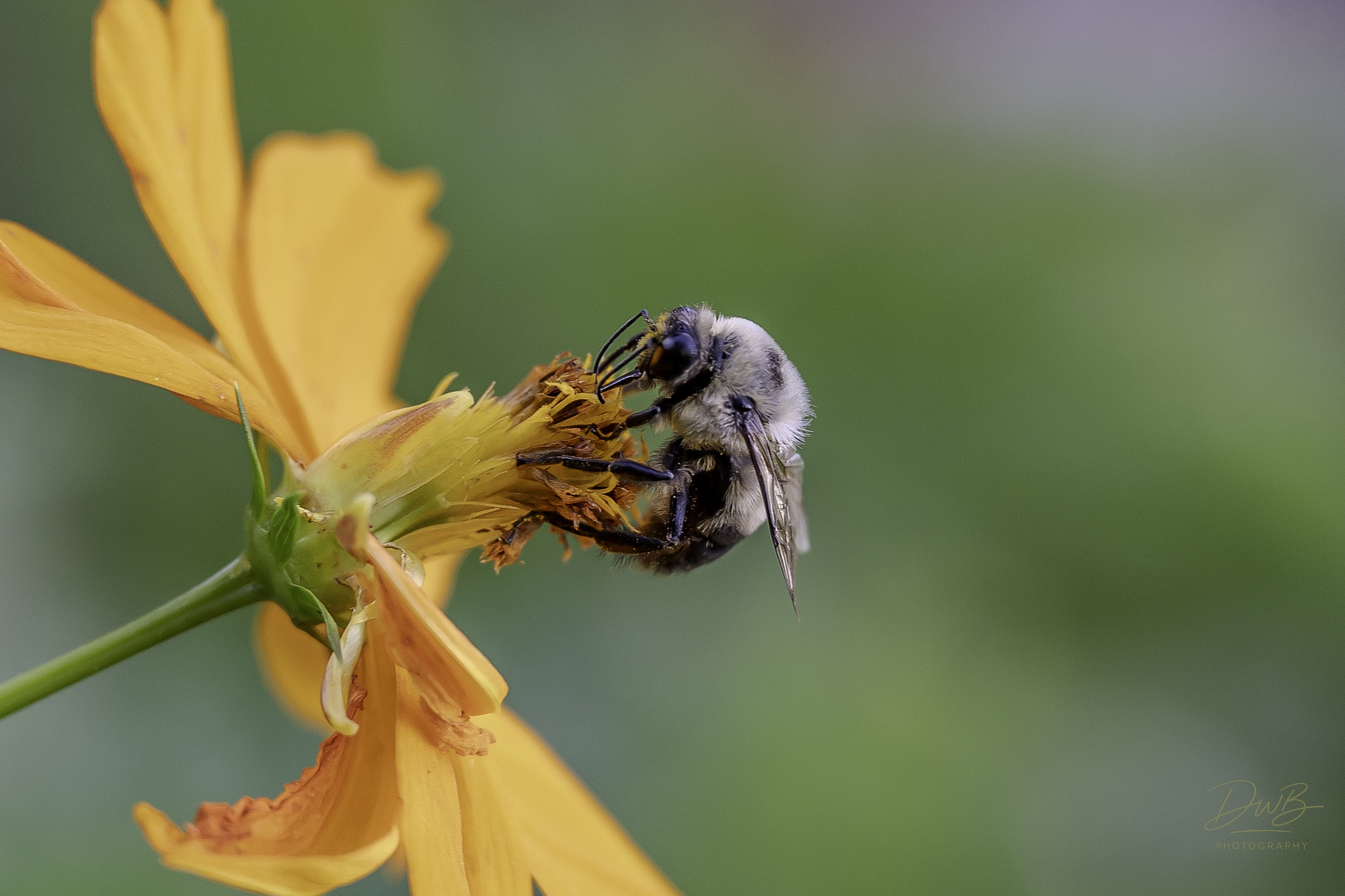 David Baca macro photography of a bumblebee collecting nectar from an orange flower with soft green background