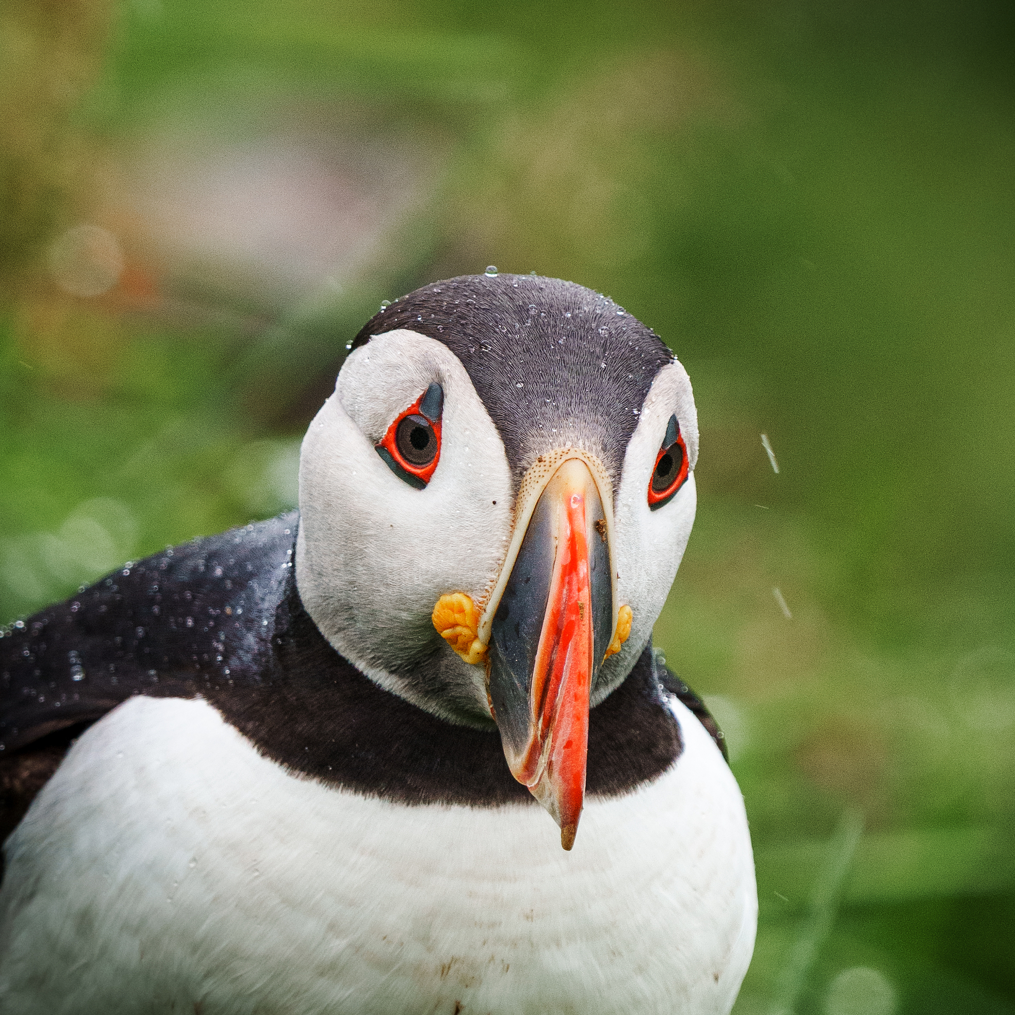 Atlantic puffin portrait by Pawe? Janas, wildlife photography capturing vivid detail, color, and natural expression