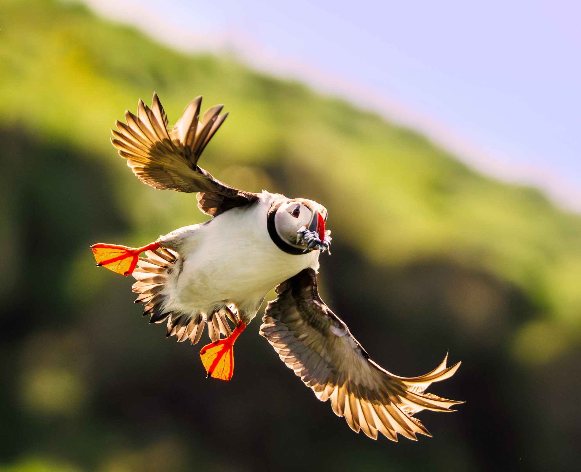 Atlantic puffin in flight by Pawe? Janas, wildlife photography capturing motion, detail, and natural light