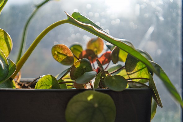 two different types of plants are in a black planter sitting in front of a dirty window filled with sunlight