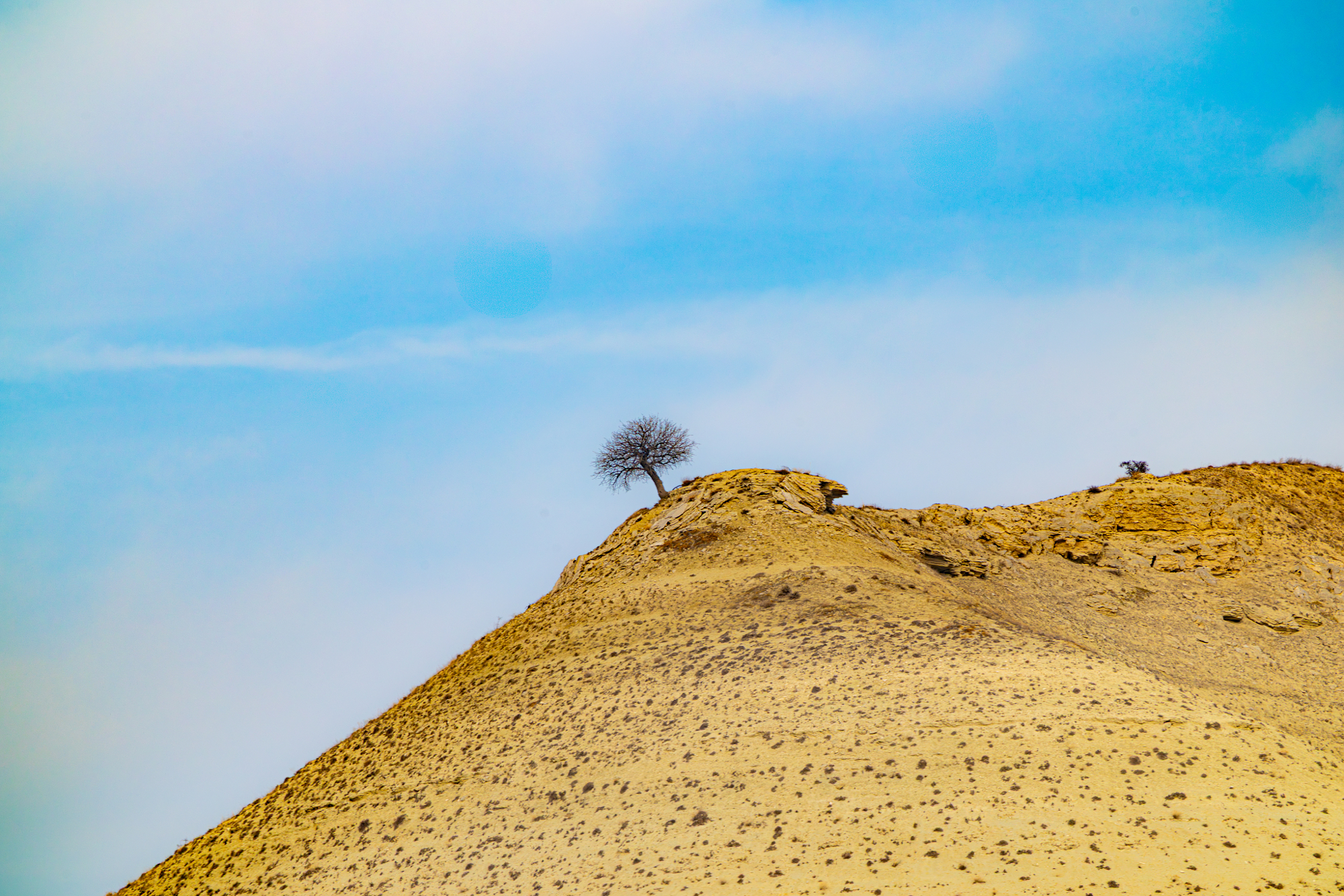 Lone Tree On The Ridge by Cenk Salfur