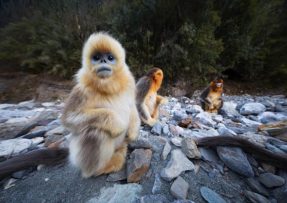 j Golden Snub Nosed Monkey 11-1-2026 10